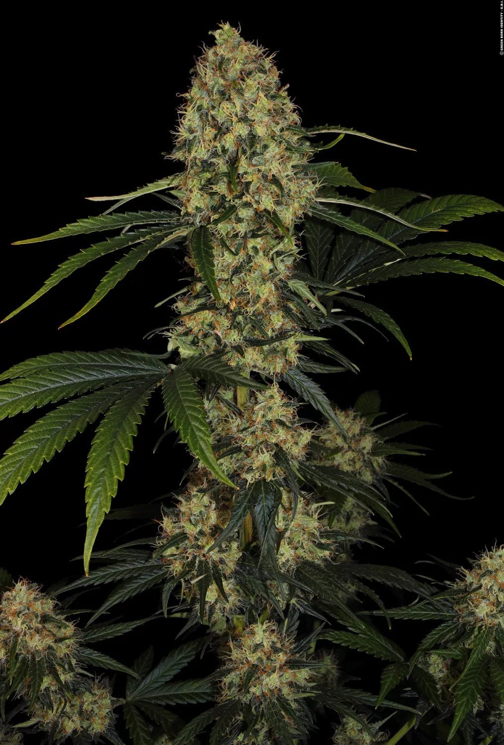 Paradise Seeds L.A. Amnesia