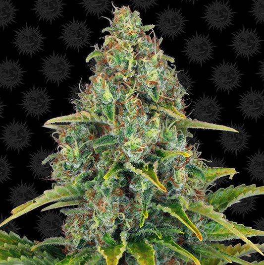 Barney's Farm Blue Cheese Auto