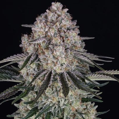 Barney's Farm Sour Diesel Auto