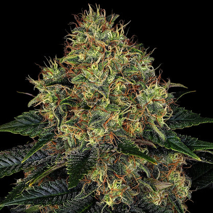 Barney's Farm Skywalker OG Auto