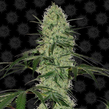 Barney's Farm Tangerine Dream Auto