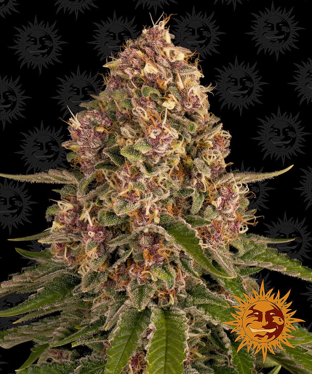 Barney's Farm Pink Kush