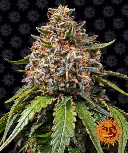 Barney's Farm White Widow XXL